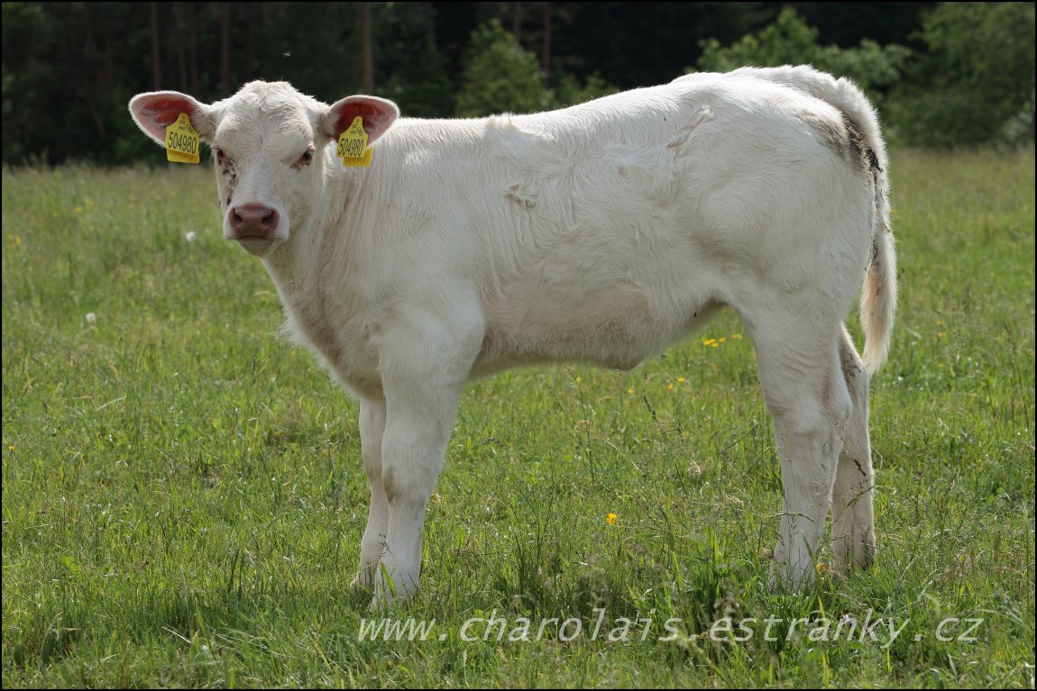 Charolais 21