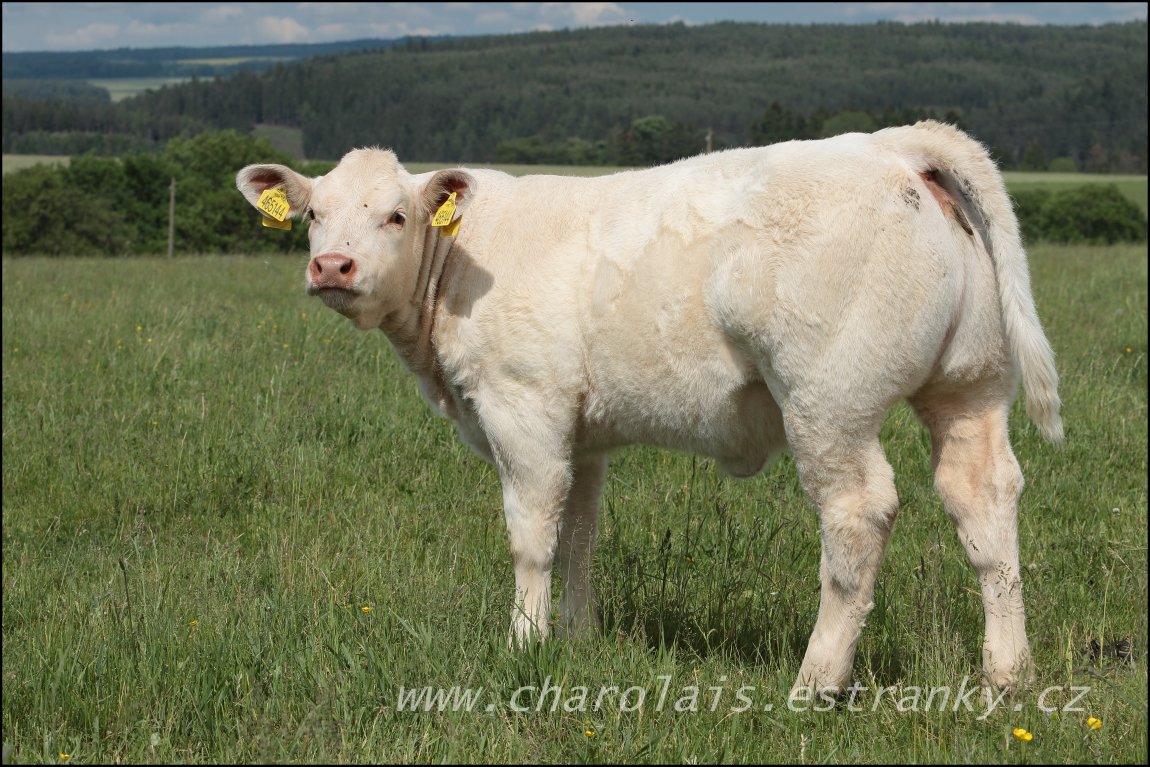 Charolais 22