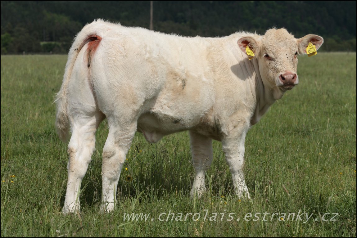 Charolais 23