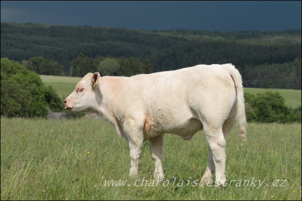 Charolais 24