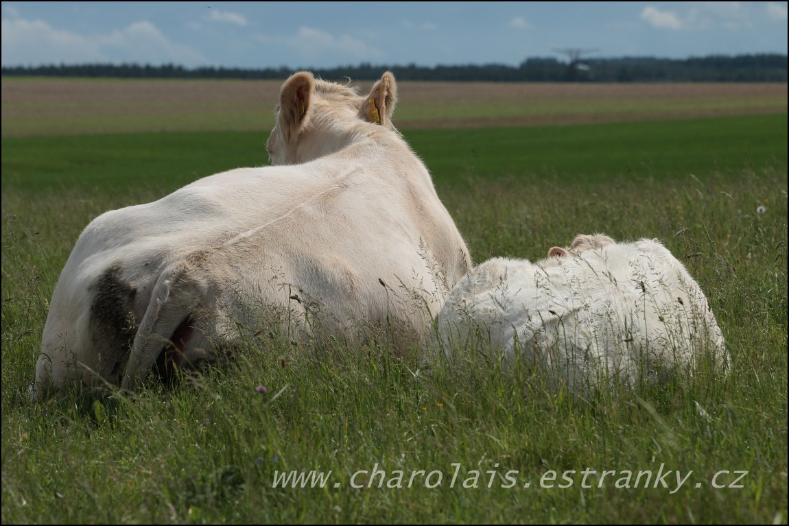 Charolais 25