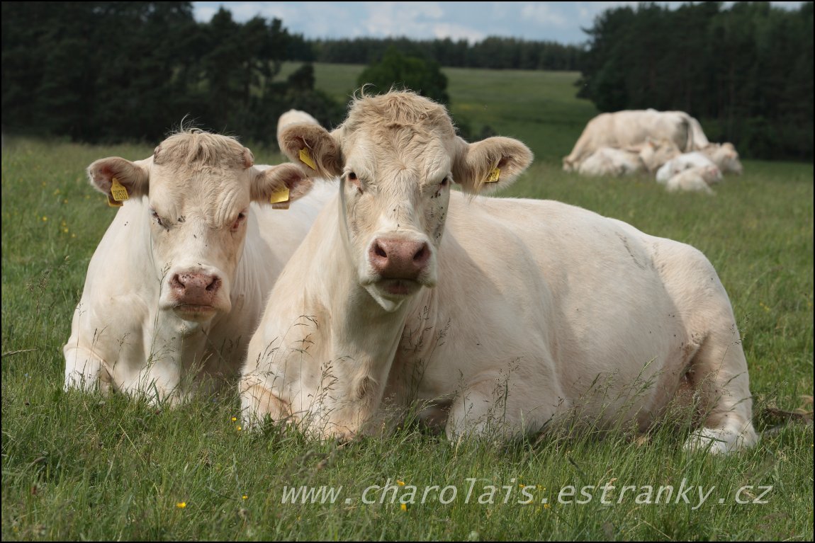 Charolais 28