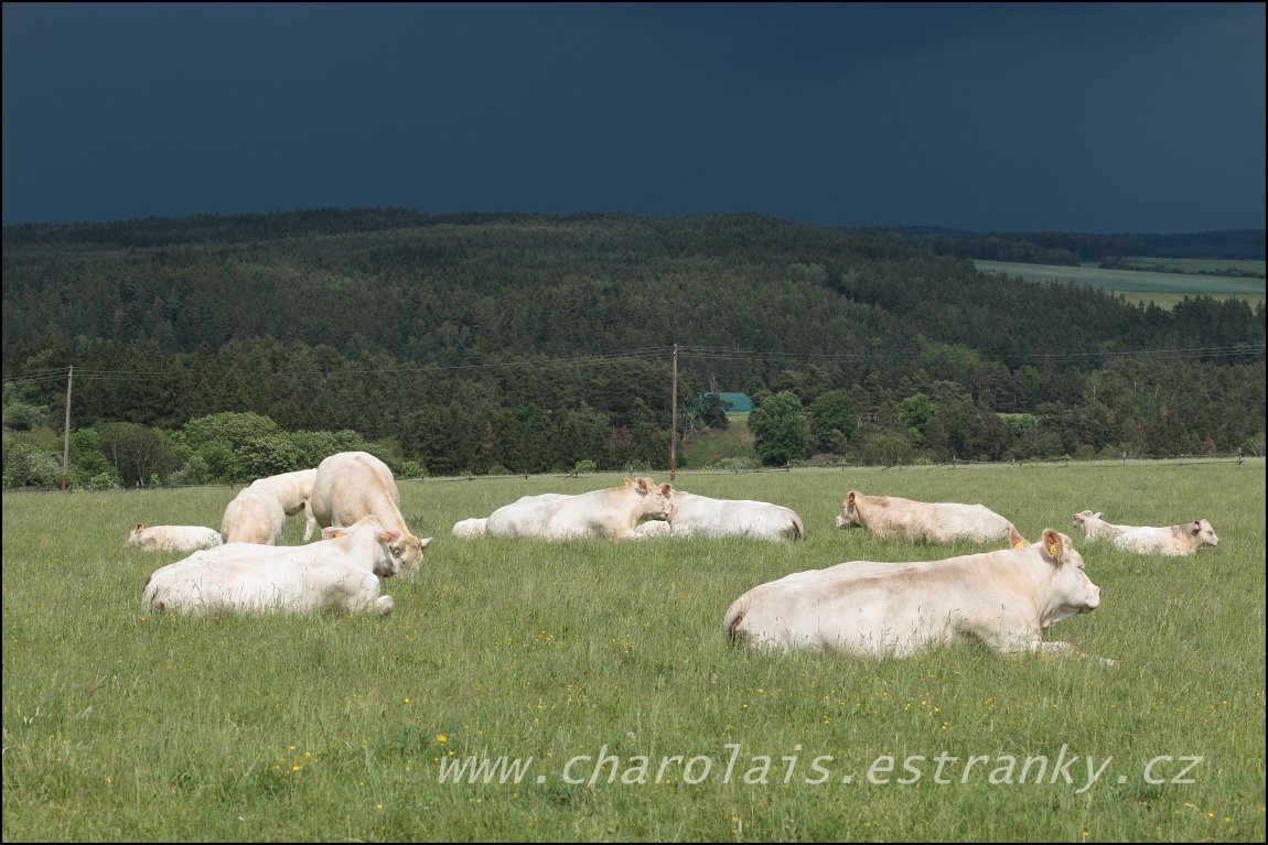 Charolais 30