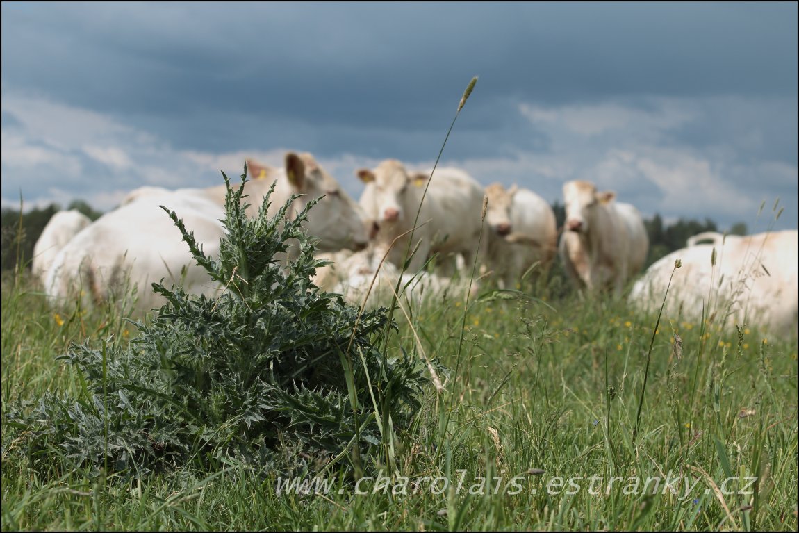 Charolais 31