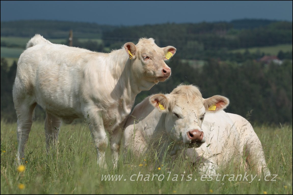 Charolais 32