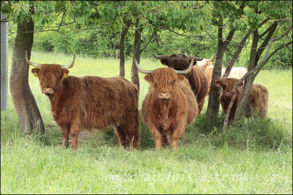 Highland  4