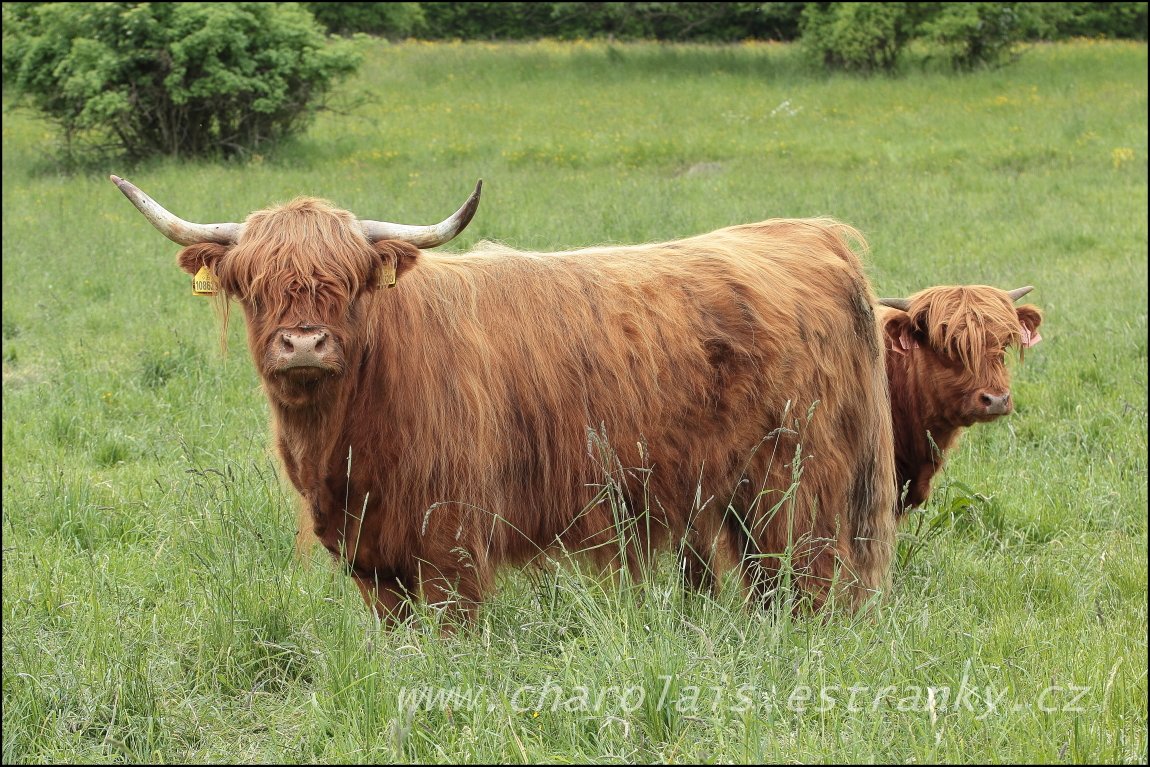 Highland  5