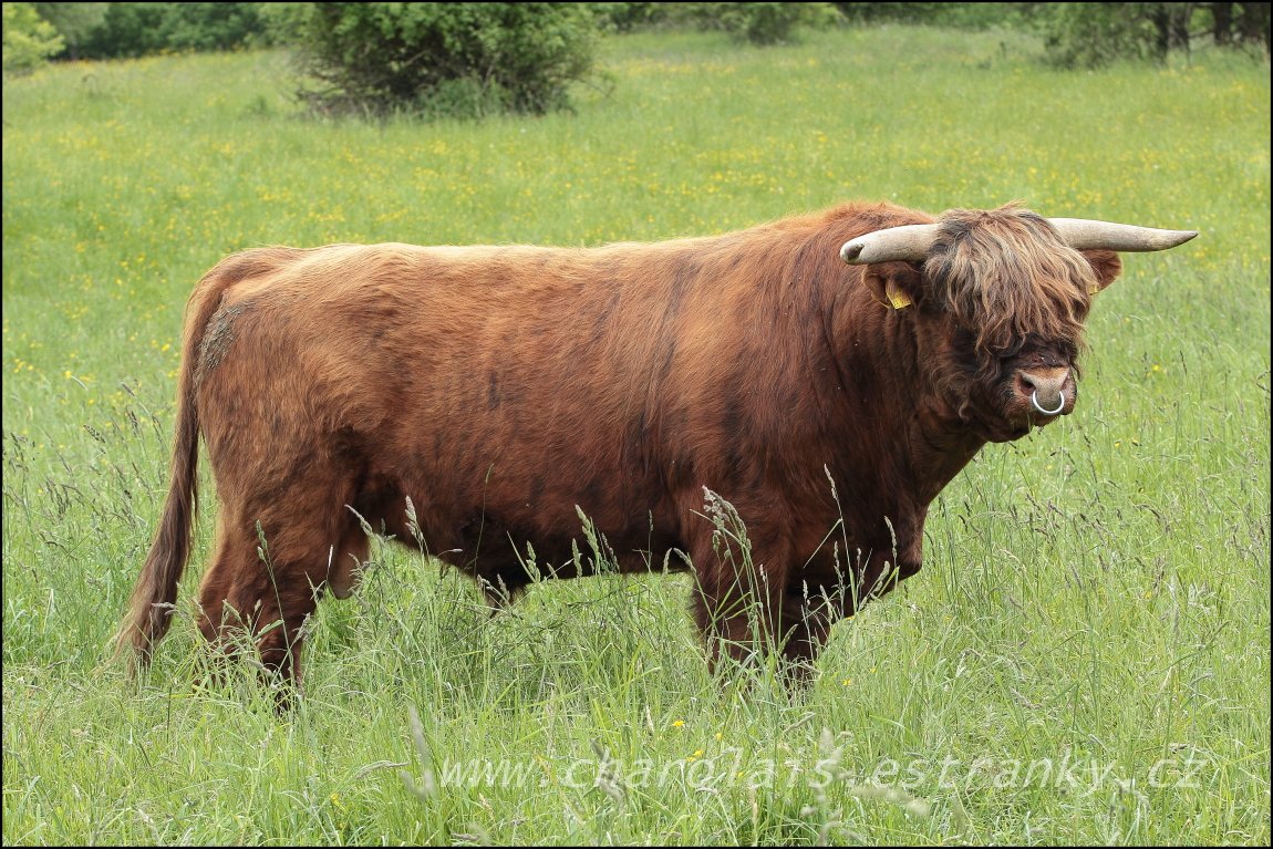 Highland  8