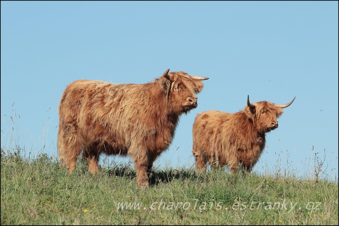 Highland  10