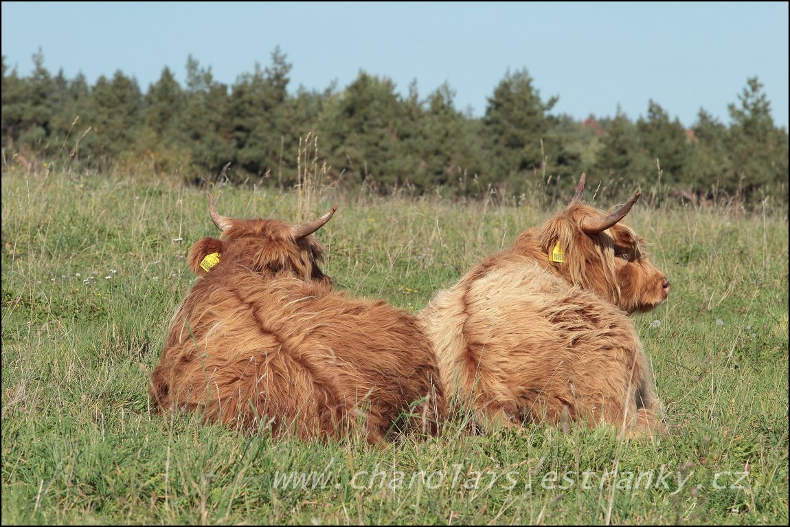 Highland  11