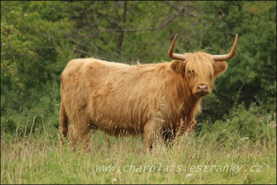 Highland  12