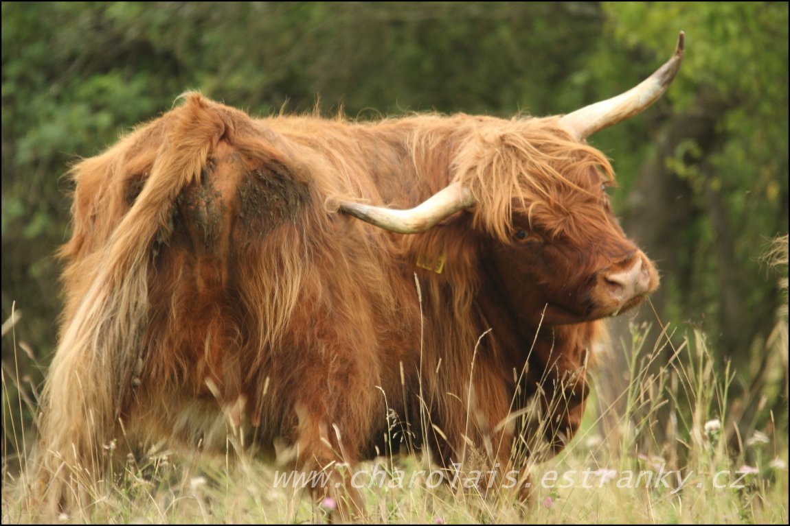 Highland  14