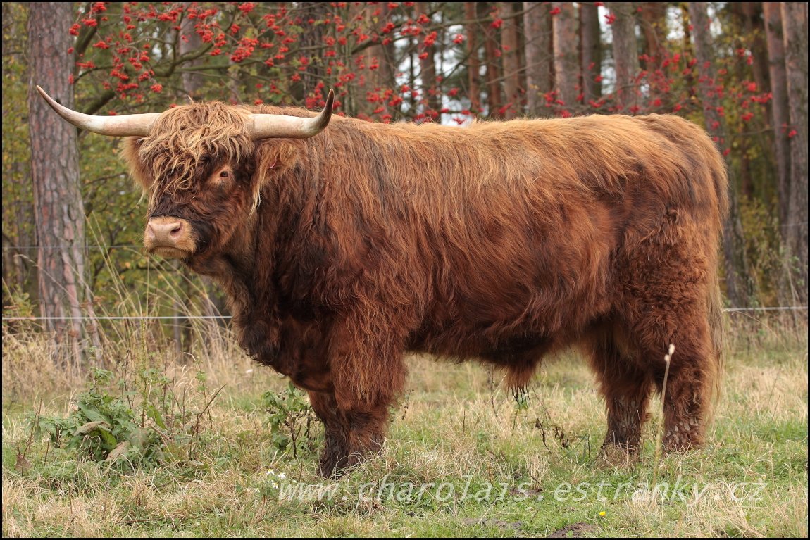 Highland  19