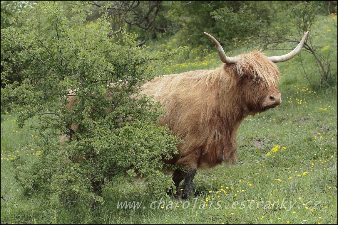Highland  21