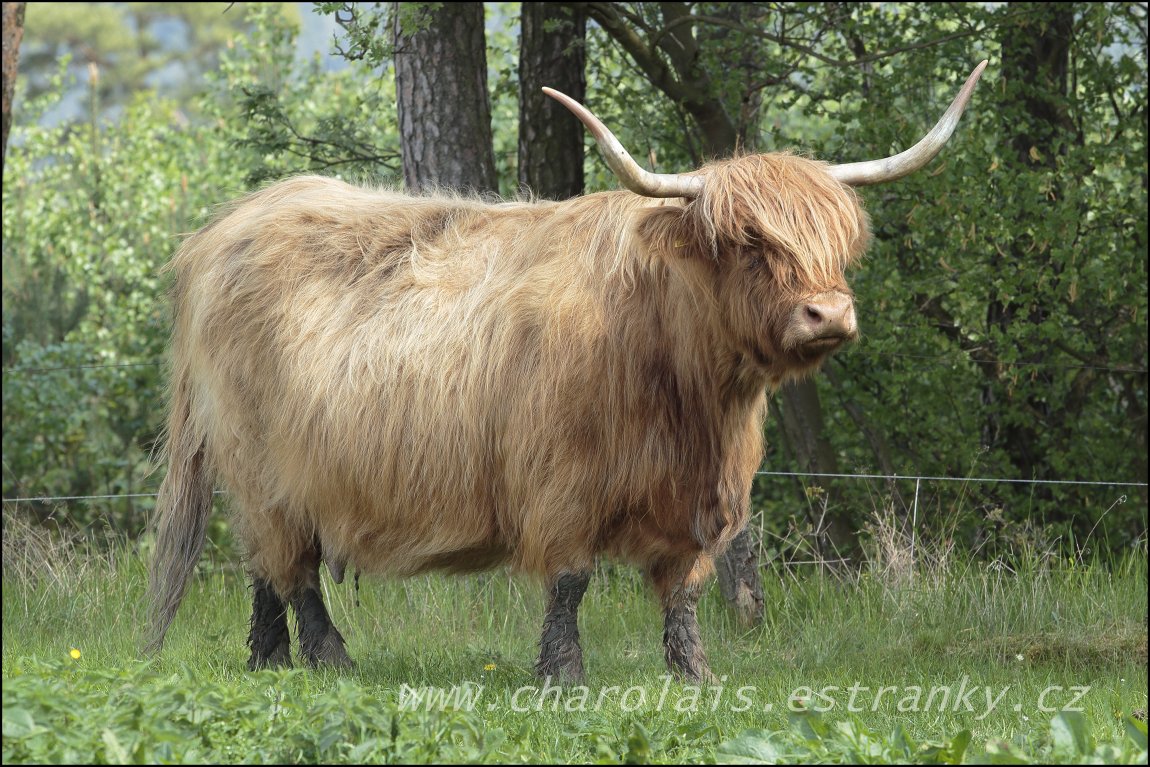 Highland  27