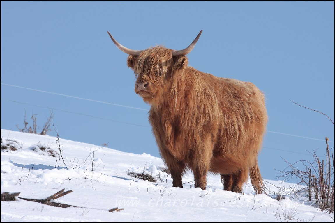 Highland  28