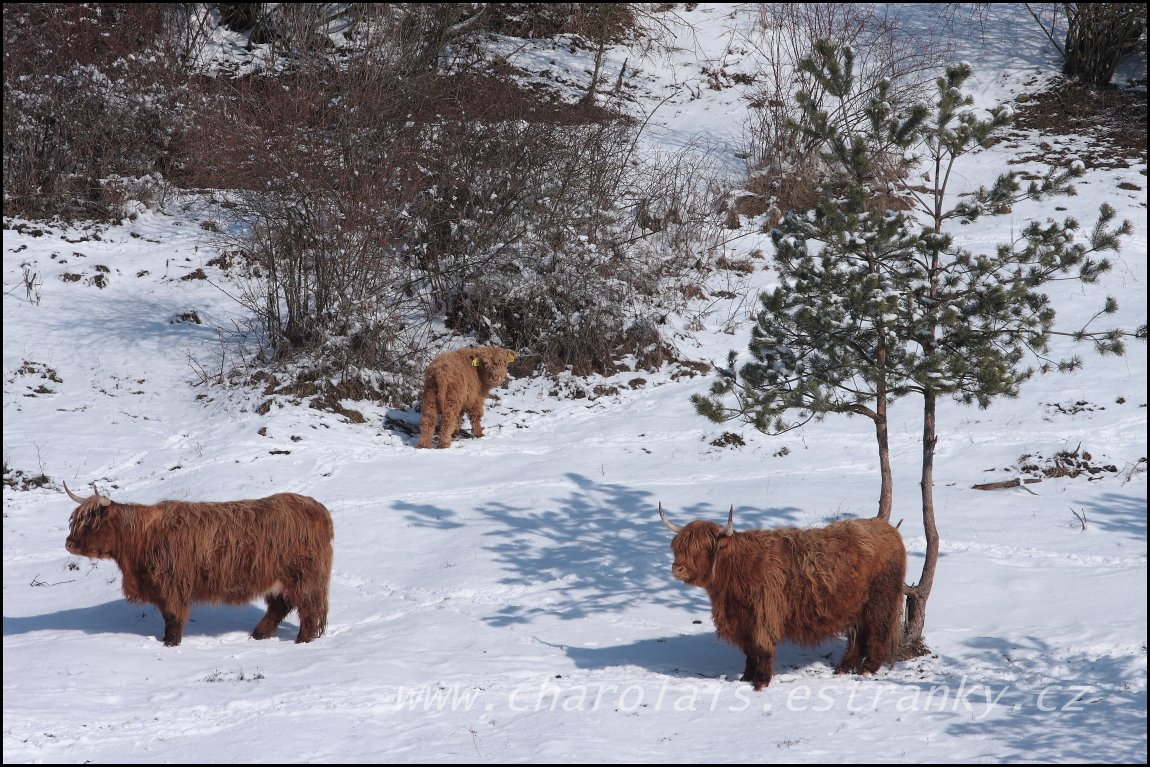 Highland  29