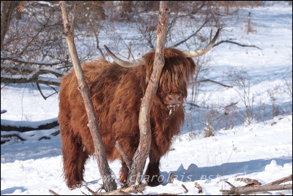 Highland  31