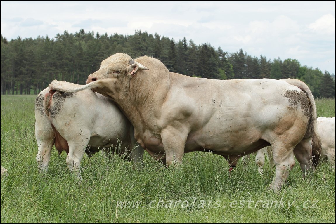 Charolais 3