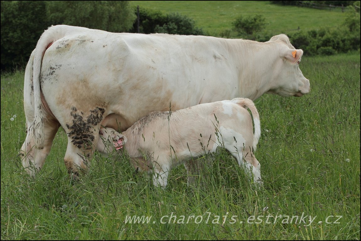 Charolais 4