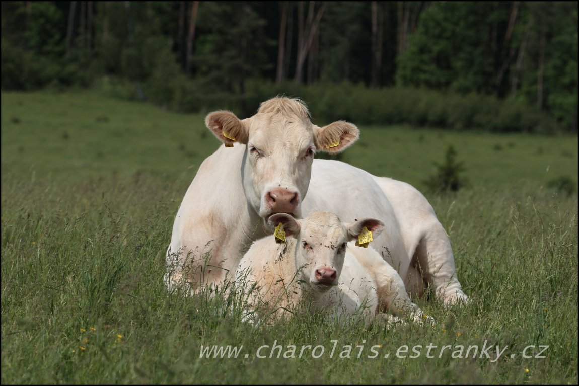 Charolais 6