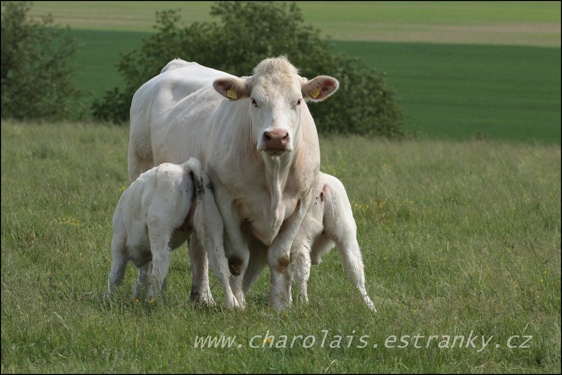 Charolais 8