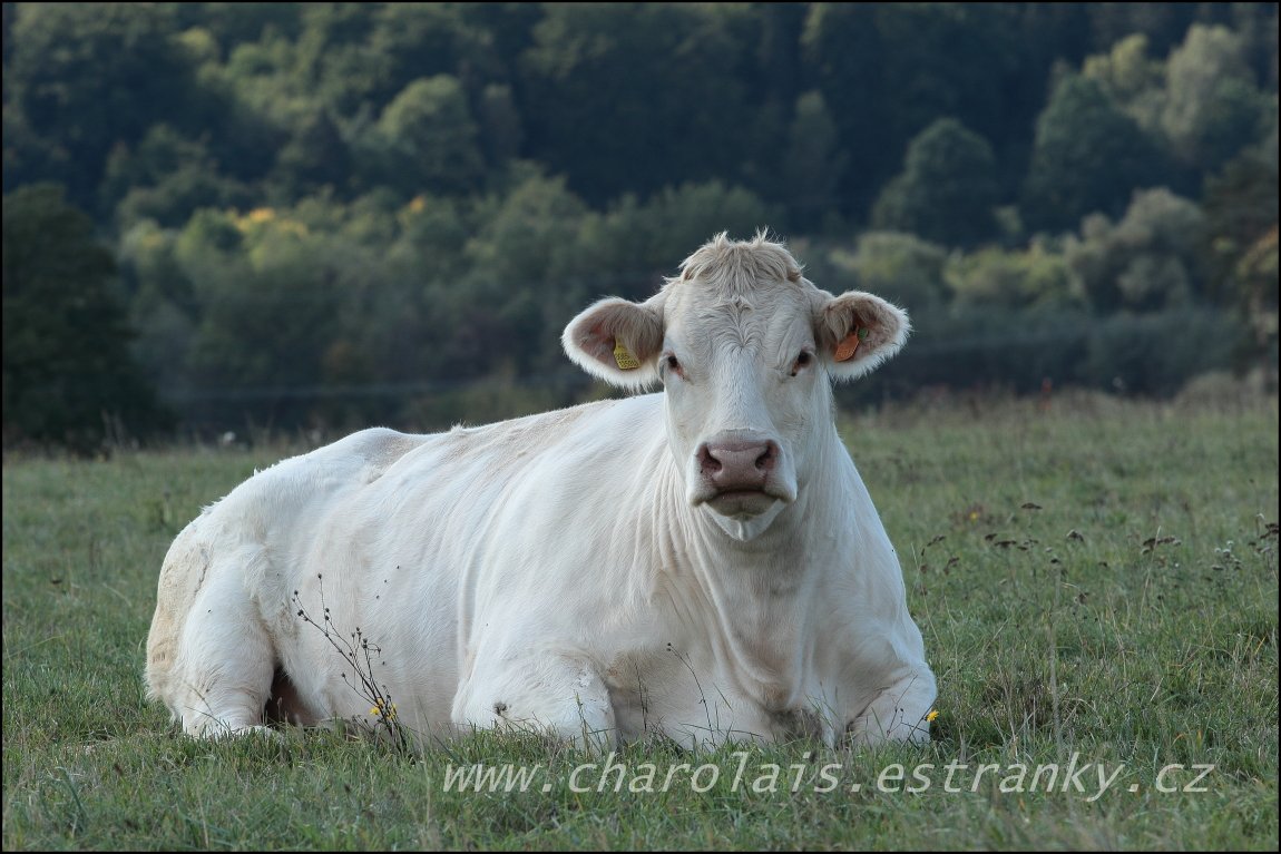 Charolais 11