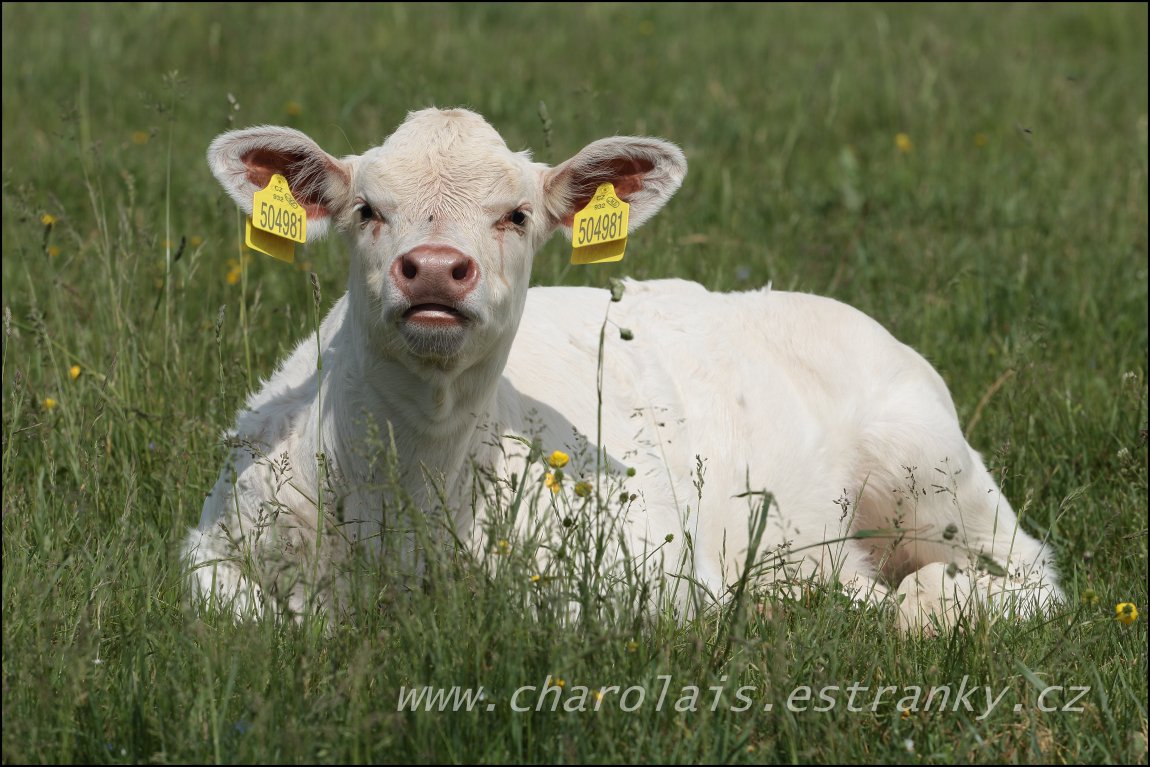 Charolais 13