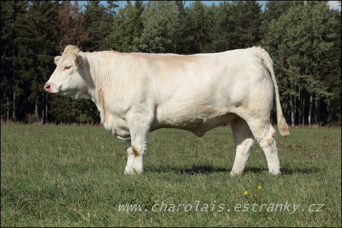 Charolais 15