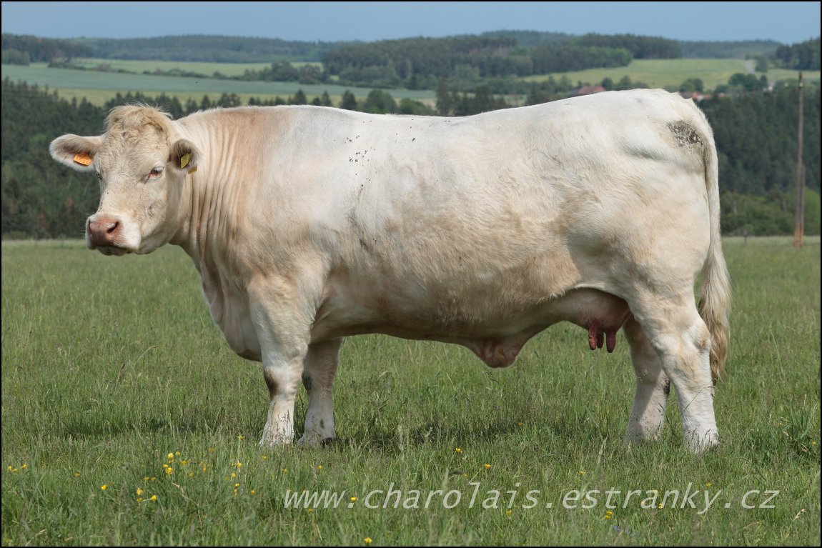 Charolais 18