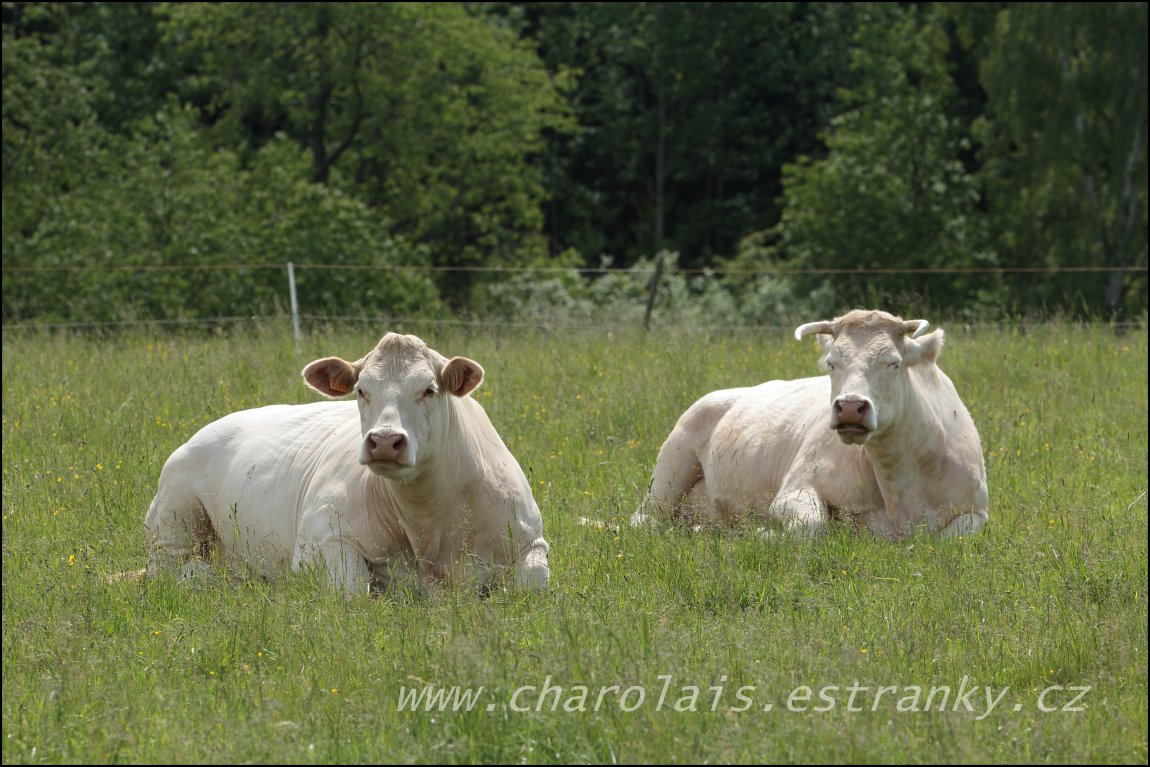 Charolais 19