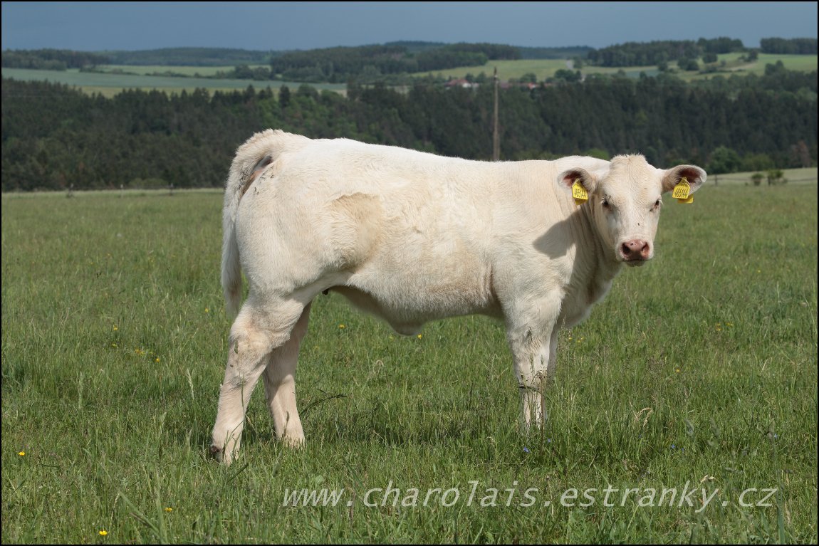 Charolais 20